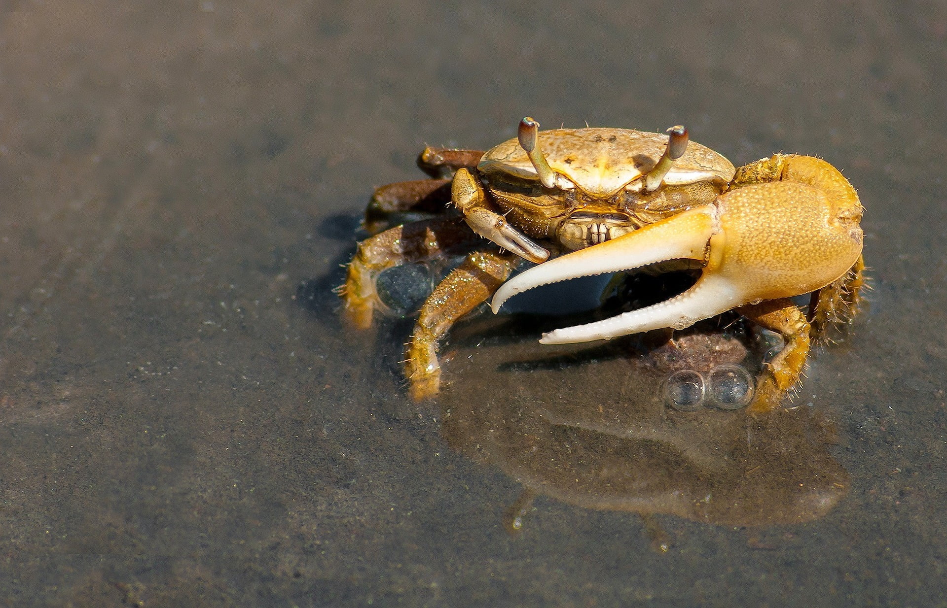 crab-chelating-agent
